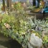 The Old Sod Blooms at Philly Flower Show