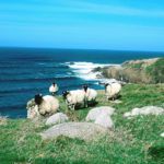 Sheep Grazing in Malinbeg, Glencolmcille. Courtesy of Tourism Ireland.