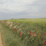 A field of red poppies along the way. Photo: Honora Harty.