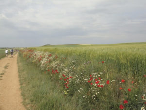 A field of red poppies along the way. Photo: Honora Harty.