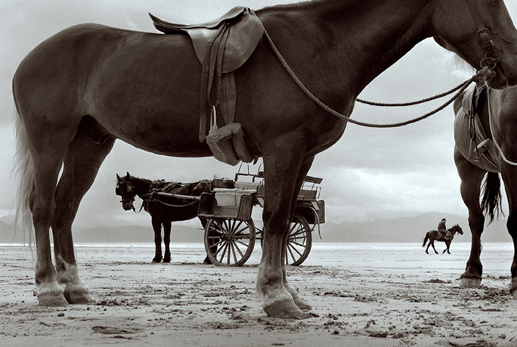 Horses and jaunting cart at Inch beach, Co. Kerry, 1970.