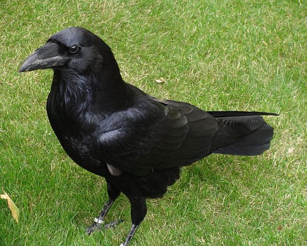 Sláinte! Birds of Celtic Myths and Legend