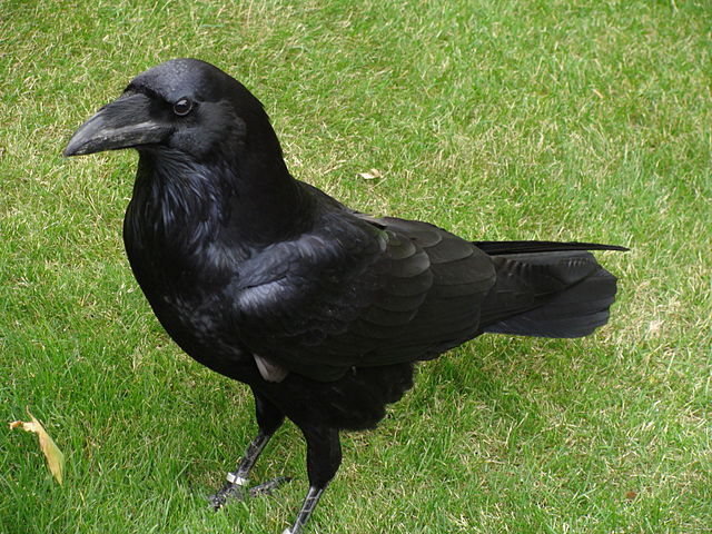 1 the Raven by Edgar Allan Poe in His Own Hand on Faux Parchment