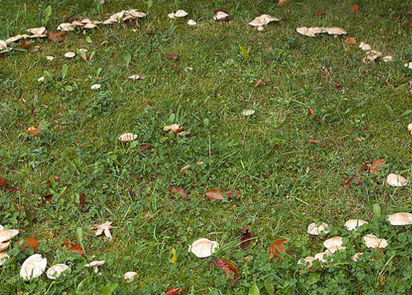 Sláinte! The Magic of Mushrooms