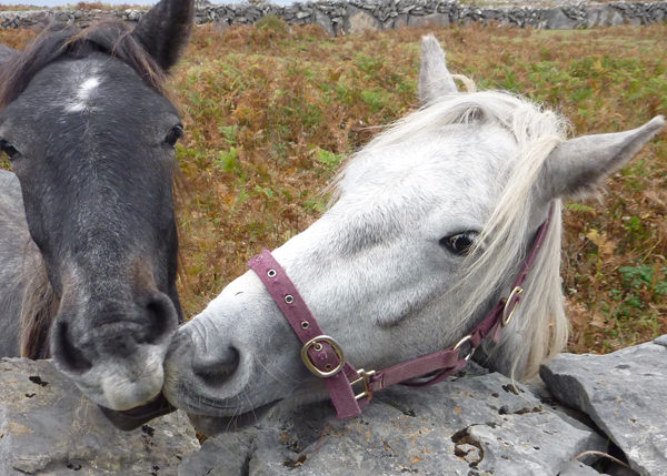 Sláinte! The Irish and their Horses