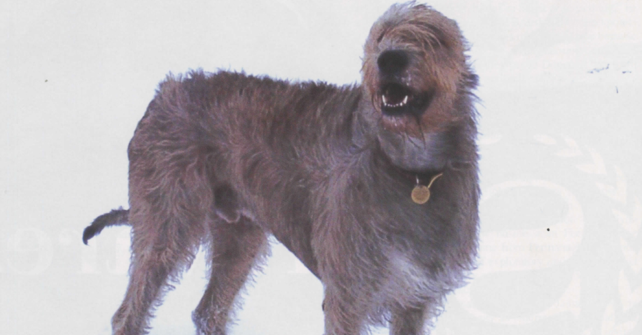 Irish Wolfhound | Irish America