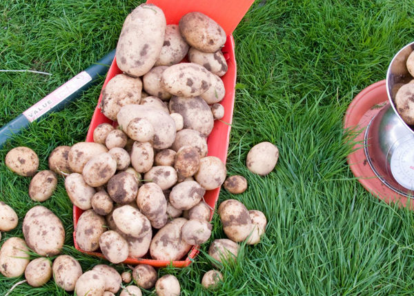 Sláinte! All Hail the Humble Spud