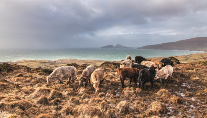 Cows 'About to get wet again'