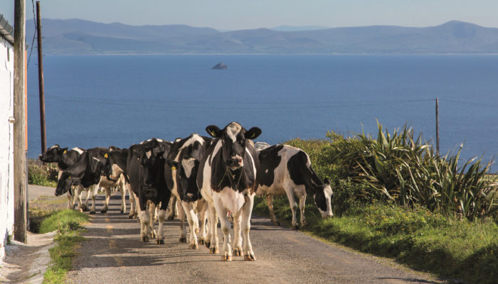 North Kerry - Cows (Chapter Title Page)