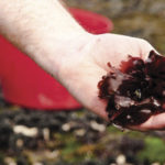 Dulse / Dillisk - Organic Irish Seaweed from AlgAran Seaweed Products, County Donegal, Ireland.