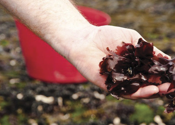 Dulse / Dillisk - Organic Irish Seaweed from AlgAran Seaweed Products, County Donegal, Ireland.