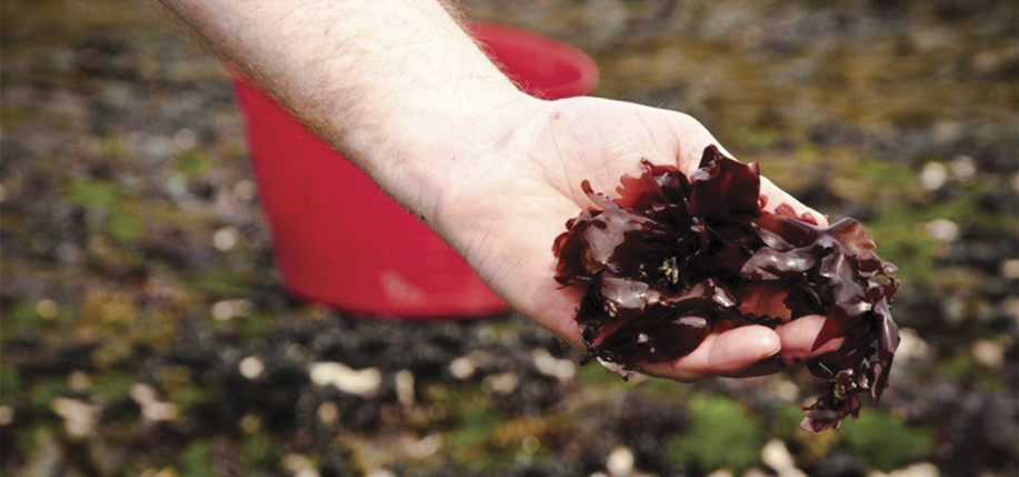 Dulse / Dillisk - Organic Irish Seaweed from AlgAran Seaweed Products, County Donegal, Ireland.