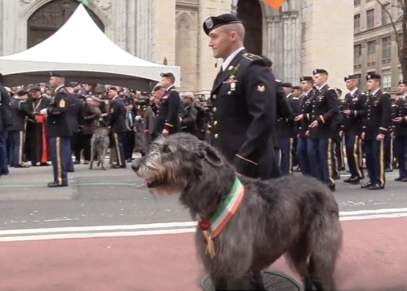 Irish wolfhound military discount