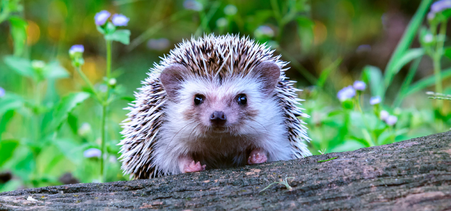 Ireland's Wildlife Youngsters | Irish America Ireland's Wildlife Youngsters | Irish America