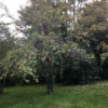 Apple Trees on the Harty Farm in Ireland