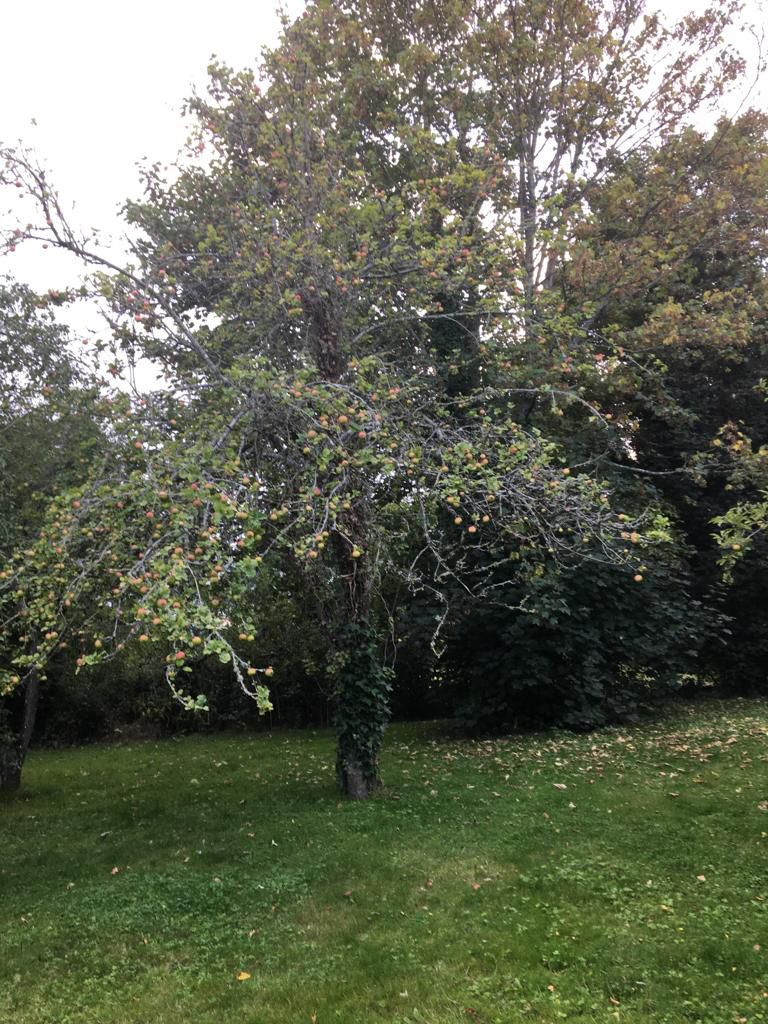 Apple Trees on the Harty Farm in Ireland