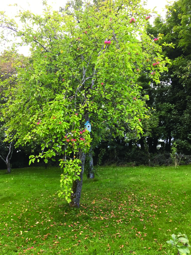 Apple tree in Ireland