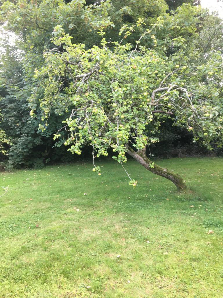 Apple Tree in Ireland