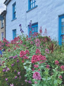 A garden in Waterfoot on the Antrim Coast explodes towards the sidewalk in the lovely village sandwiched between Glenariff Glen and the Irish Sea.