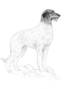 An early draft sketch of the Irish wolfhound for inclusion in the next Irish passport. Photo: Department of Foreign Affairs