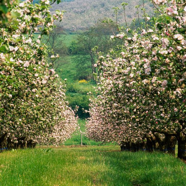 Armagh: The Orchard County