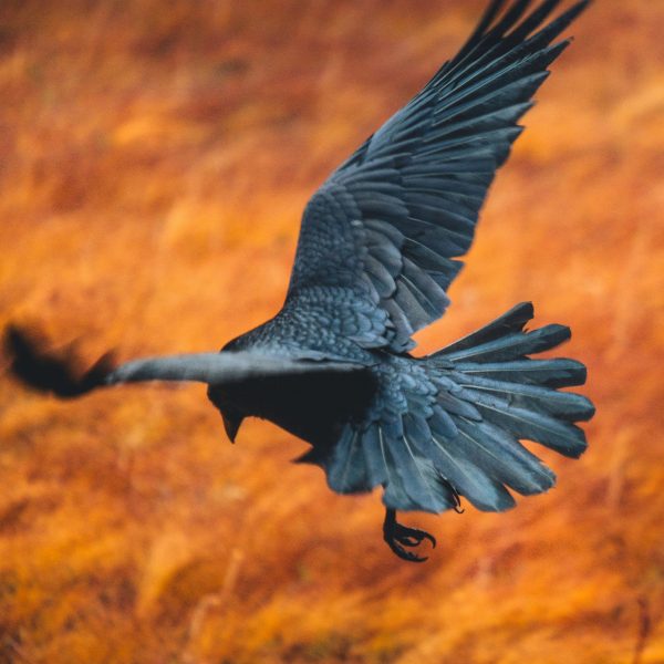 Slainte! Birds of Celtic Myths and Legend