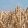 Slainte | Oats: The Original Comfort Food